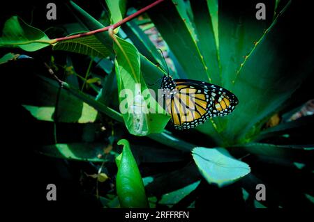 Un papillon monarque nouvellement né repose à côté de sa chrysalide illuminée de façon spectaculaire. Photo de haute qualité. Banque D'Images