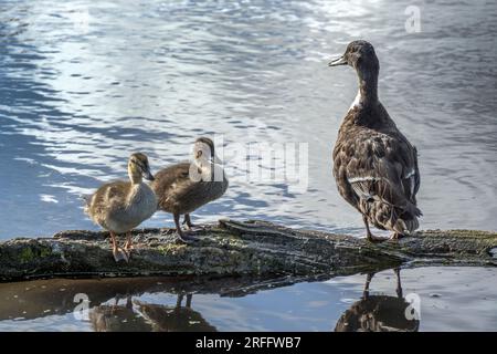 Proud Duck assis avec ses deux canetons mignons tôt un matin ensoleillé d'août Banque D'Images