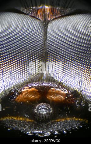 Image microscopique des yeux et de la tête composés d'une libellule (Southern Hawker) Banque D'Images