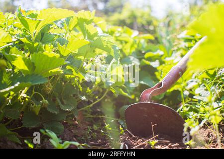 Cultiver la terre dans le jardin avec des outils à main gros plan. Assouplissement du sol. Concept de jardinage. Travaux agricoles sur la plantation Banque D'Images