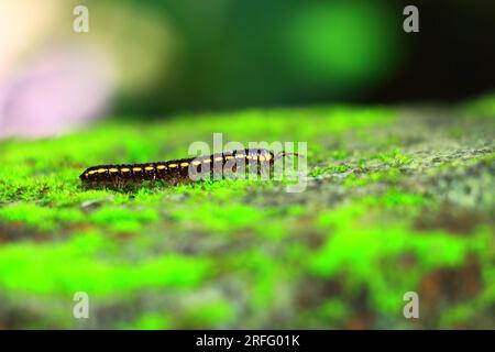 Harpaphe haydeniana commun Banque D'Images