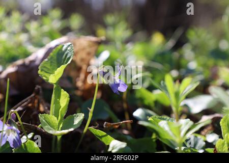 Fleurs de Viola dans la forêt ensoleillée, fleurs bleues Banque D'Images