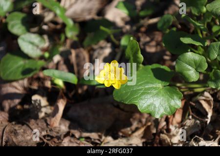 petites fleurs de célandine, plante de pilewort dans la forêt de printemps, fleur jaune en macro Banque D'Images