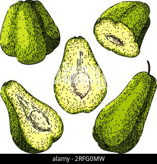 vecteur dessiné à la main de croquis sain chayote Illustration de Vecteur