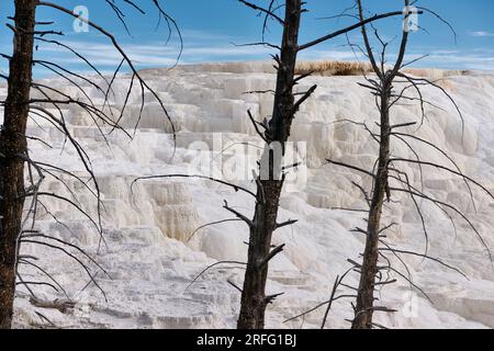 Canary Spring, Mammoth Hot Springs, parc national de Yellowstone, Wyoming, États-Unis d'Amérique Banque D'Images