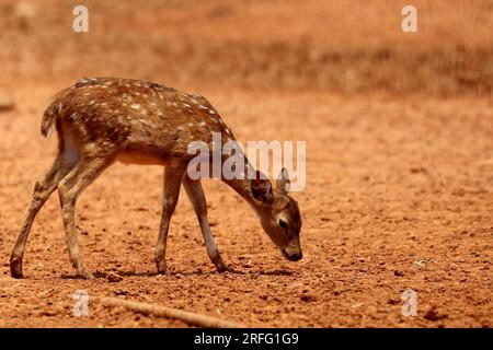 Le cerf est très commun dans les Sundarbans. C'est l'un des plus beaux chéris au monde. Ils aiment vivre en troupeau. Banque D'Images