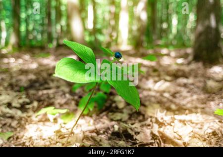 Crow's Eye Berry Paris quadrifolia avec feuilles vertes. Baie venimeuse de forêt dans la forêt Banque D'Images