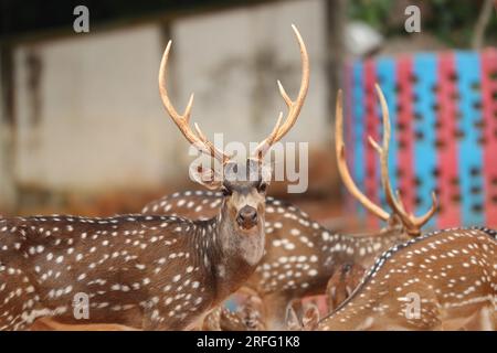 Le cerf est très commun dans les Sundarbans. C'est l'un des plus beaux chéris au monde. Ils aiment vivre en troupeau. Banque D'Images