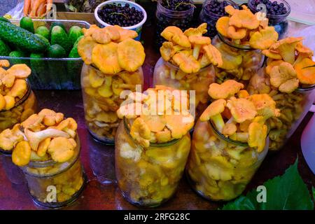 Champignons chanterelles frais sur le marché lituanien. Banque D'Images