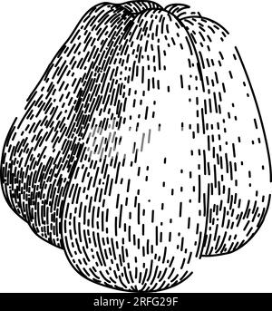 vecteur dessiné à la main de dessin sain chayote de nutrition Illustration de Vecteur