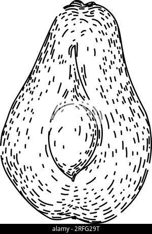 vecteur dessiné à la main de croquis sain chayote comestible Illustration de Vecteur