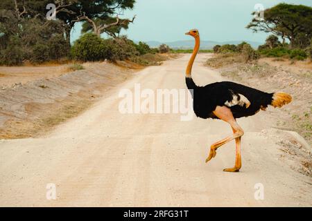 Un mâle solitaire autruche traversant un chemin de terre dans les paysages panoramiques de savane herbeuse du parc national d'Amboseli au Kenya Banque D'Images