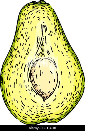 vecteur dessiné à la main de croquis sain chayote comestible Illustration de Vecteur