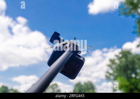 Dragonfly est assis sur une caméra d'action trépied dans la nature. Caméra embarquée pour prise de vue nature. Insectes intéressants Banque D'Images
