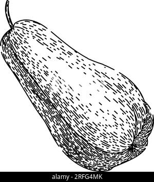 vecteur dessiné à la main de chayote sain de croquis organique Illustration de Vecteur