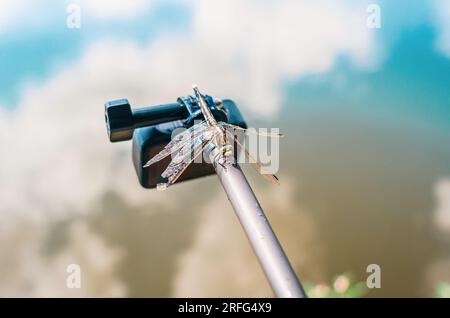 Dragonfly est assis sur une caméra d'action trépied dans la nature. Caméra embarquée pour prise de vue nature. Insectes intéressants Banque D'Images