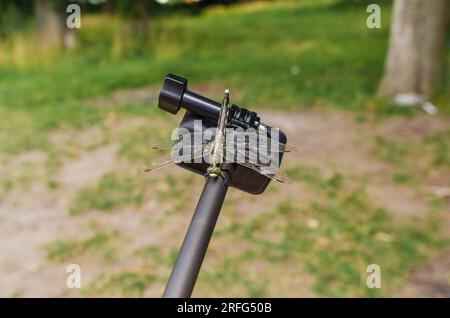 Dragonfly est assis sur une caméra d'action trépied dans la nature. Caméra embarquée pour prise de vue nature. Insectes intéressants Banque D'Images