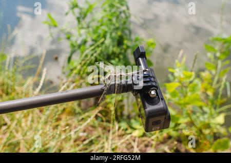 Dragonfly est assis sur une caméra d'action trépied dans la nature. Caméra embarquée pour prise de vue nature. Insectes intéressants Banque D'Images