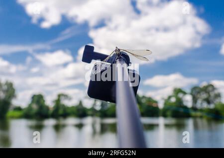 Dragonfly est assis sur une caméra d'action trépied dans la nature. Caméra embarquée pour prise de vue nature. Insectes intéressants Banque D'Images