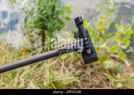 Dragonfly est assis sur une caméra d'action trépied dans la nature. Caméra embarquée pour prise de vue nature. Insectes intéressants Banque D'Images