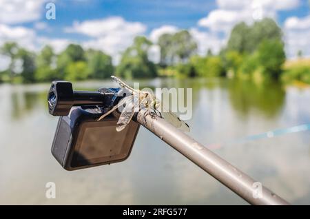 Dragonfly est assis sur une caméra d'action trépied dans la nature. Caméra embarquée pour prise de vue nature. Insectes intéressants Banque D'Images