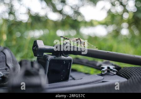 Dragonfly est assis sur une caméra d'action trépied dans la nature. Caméra embarquée pour prise de vue nature. Insectes intéressants Banque D'Images