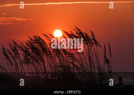 Île de Palms, États-Unis. 03 août 2023. Le soleil se lève sur l'avoine de mer poussant sur les dunes de sable au début d'une autre journée chaude et lourde dans le pays bas, le 3 août 2023 à l'île de Palms, Caroline du Sud. Une vague de chaleur prolongée dans le sud des États-Unis continue d'apporter un temps extrêmement chaud et humide à la région. Crédit : Richard Ellis/Richard Ellis/Alamy Live News Banque D'Images