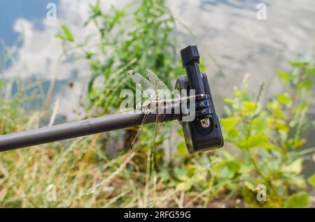 Dragonfly est assis sur une caméra d'action trépied dans la nature. Caméra embarquée pour prise de vue nature. Insectes intéressants Banque D'Images