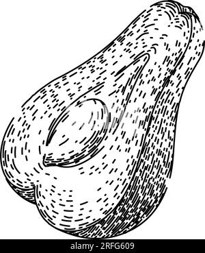 vecteur dessiné à la main de chayote sain d'esquisse asiatique Illustration de Vecteur