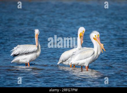 Un petit groupe de magnifiques pains de pélicans blancs américains dans les eaux peu profondes d'une plage de la côte du golfe. Banque D'Images