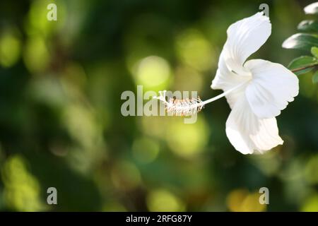 Hibiscus chinois blanc (Hibiscus rosa-sinensis) en fleurs : (pix Sanjiv Shukla) Banque D'Images