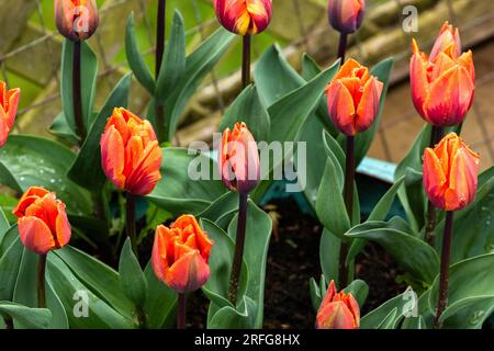 Tulipes 'Princess Irene' poussant dans un pot. Banque D'Images