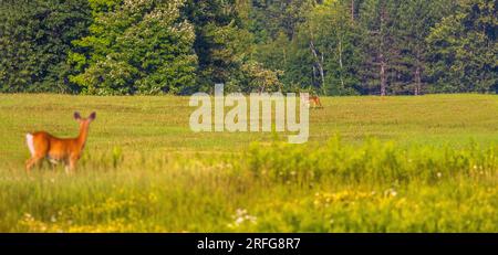 Une biche à queue blanche regarde un coyote traverser un champ de fermier dans le nord du Wisconsin. Banque D'Images