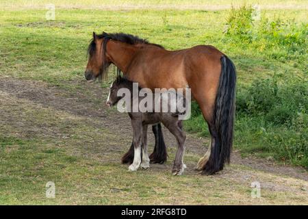 Un poney brun (petit cheval) avec son poulain. Banque D'Images