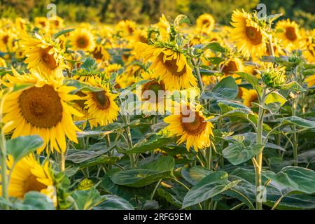 panorama dans le champ de tournesols jaune vif en floraison dans la soirée ensoleillée Banque D'Images