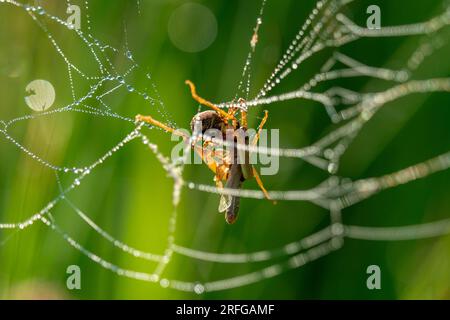 araignée mangeant une sauterelle dans sa toile Banque D'Images