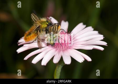 Les coléoptères du jardin (Phyllopertha horticola) se nourrissant d'une fleur de barbe d'Aube rose (Crepis rubra) en Grèce Banque D'Images