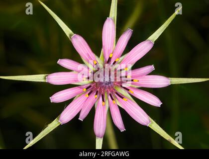 Fleur de salsifis (Tragopogon hybridum (ou Geropogon hybridus)) vue d'en haut en Grèce Banque D'Images