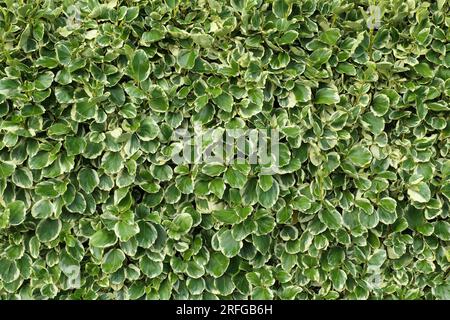 Gros plan des feuilles panachées vert blanc crème de l'arbuste vivace de jardin à feuilles persistantes Griselinia littoralis Variegata remplissant le cadre. Banque D'Images