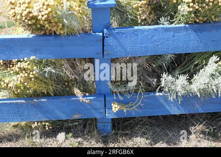 Gros plan de simple clôture de limite basse peinte en bleu rustique avec une plante de jardin grise négligée Santolina derrière par une journée ensoleillée en été. Banque D'Images