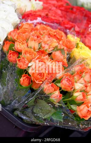 Incroyable arrangement floral multicolore dans un jardin d'été. Détail bouquet - arrangement de fleurs. Banque D'Images