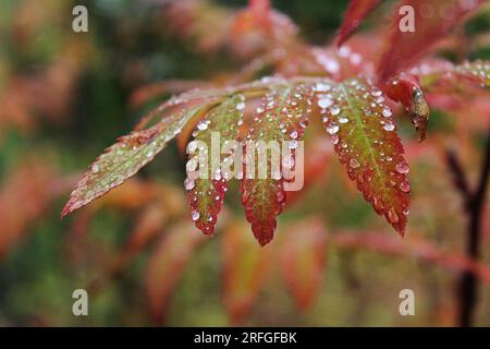 Branche de plante avec des feuilles vert-rouge et des gouttes d'eau après la pluie ou la rosée. fond de couleurs d'automne. Photo de haute qualité Banque D'Images