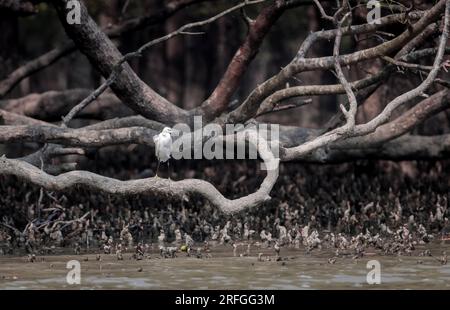 Petite aigrette assise dans la forêt de mangrove des sundarbans. Cette photo a été prise du parc national des Sundarbans, au Bangladesh. Banque D'Images