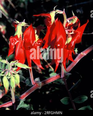 Australie occidentale. Parc national de Millstream Chichester. Sturt Desert Pea. (Swainsona formosa) Banque D'Images