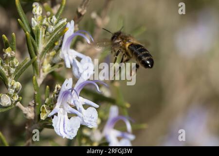 Apis mellifera (abeille européenne), approchant la fleur de plante de romarin en vol Banque D'Images