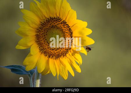 Gros plan de tournesol dans la lumière orange du lever du soleil Banque D'Images