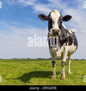 Vache ruminant dans un champ, vue de face sur toute la longueur, montrant les dents regardant la caméra Banque D'Images