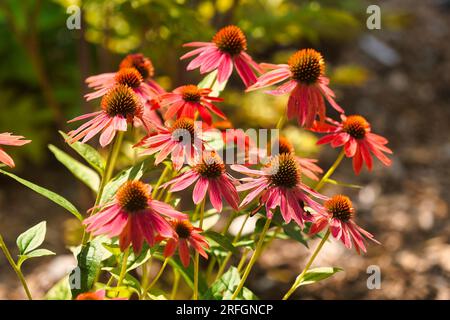 Coneflowers poussant à l'état sauvage dans un champ. Banque D'Images