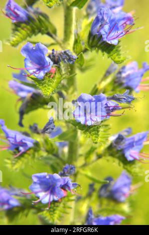 Dans la nature, parmi les herbes sauvages fleur Echium vulgare Banque D'Images