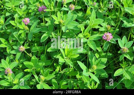 Dans la prairie, parmi les graminées sauvages, le trèfle (milieu Trifolium) Banque D'Images